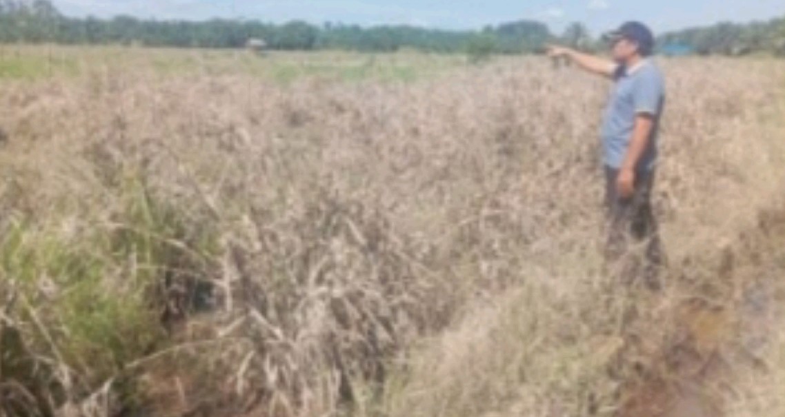 Puluhan Hektar Sawah Produktif di Ujung Limus Berubah Jadi Lautan Pasir