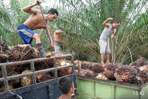 Harga TBS Naik, Produksi Petani Aceh Singkil Menurun